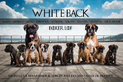 White Back - Boxer - Portée née le 24/11/2023