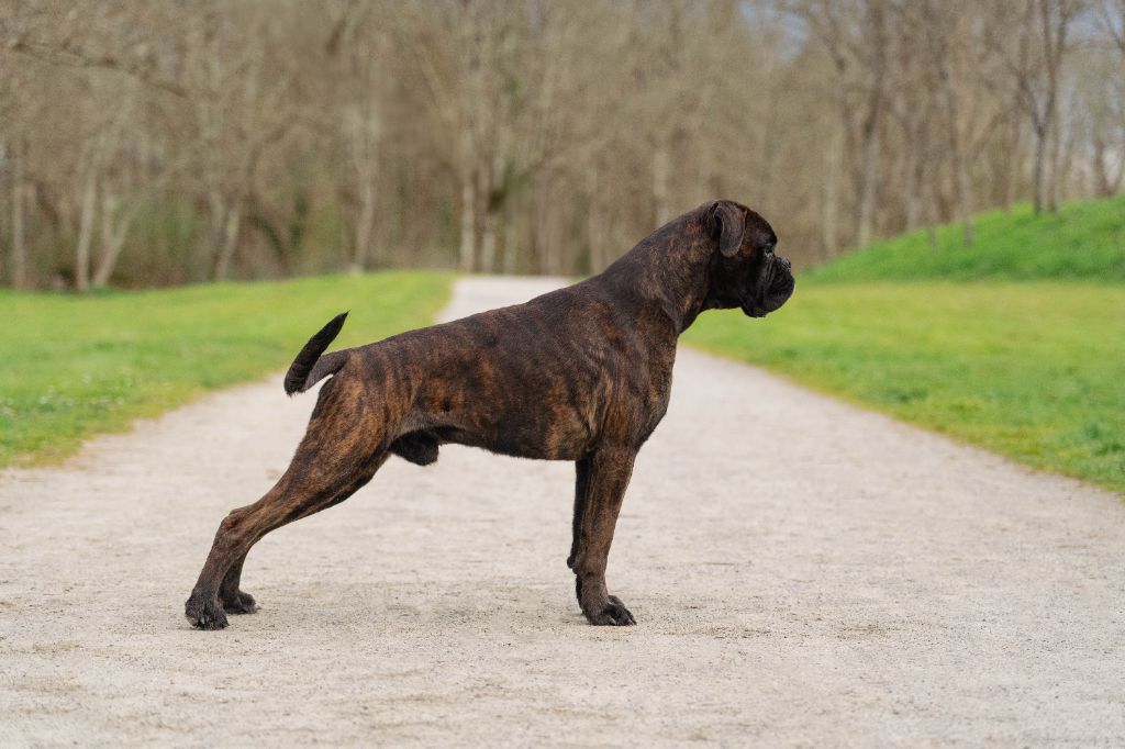 White Back Ukyo the shadow of the sun